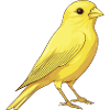 Canary