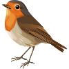 Robin