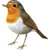 Little Robin
