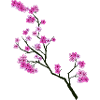 Spring style blossom branch