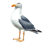Seagulls Seagull