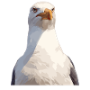 Måger Måge