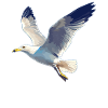 Seagulls Seagull