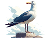 Seagulls Seagull
