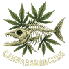 Cannabarracuda