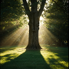 Baum im Sonnenlicht