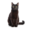 Black Elegant Cat – Stylish, Mysterious
