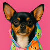 Chihuahua Chic