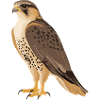 Falcon