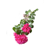 Rosenelfe