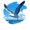 Seagulls Seagull