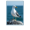 Seagulls Seagull