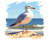 Seagulls Seagull