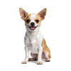 Söpö chihuahua – Pieni, röyhkeä ja täynnä sydäntä!