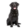 Schwarzer Labrador – Loyal, liebenswert & Charmant