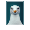 Seagulls Seagull
