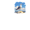 Seagulls Seagull