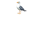 Seagulls Seagull