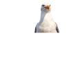 Seagulls Seagull