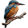 levende isfugl, natur illustration