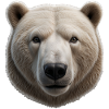 Majestic Polar Bear Face Design