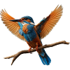 Vivid Kingfisher in Flight