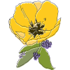 Tulip with violet