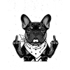Cool French Bulldog