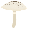 Parasol Mushroom