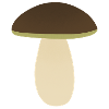 Steinpilze
