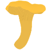 Girolles