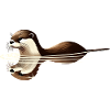 Loutre de rivière eurasienne