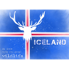Iceland wildlife Iceland flag