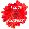 Gerbera Blossom - Love Flowers