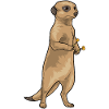 Fléchette suricate