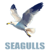 Seagulls Seagull
