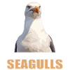 Seagulls Seagull