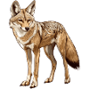 cunning jackal