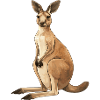 Kangaroo