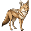 Jackal
