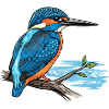 Eisvogel Alcedo Atthis