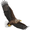 White-tailed eagle Haliaeetus albicilla
