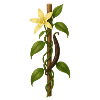 TAHITIAN VANILLA