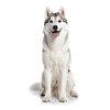 Husky – Sauvage, libre et plein d’énergie !