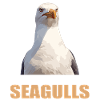 Seagulls Seagull