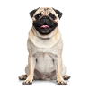 Pug – Charming, cuddly & full of love!