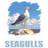 Seagulls Seagull