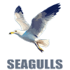 Seagulls Seagull