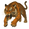 Angry Tiger