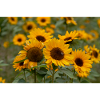 Sonnenblume